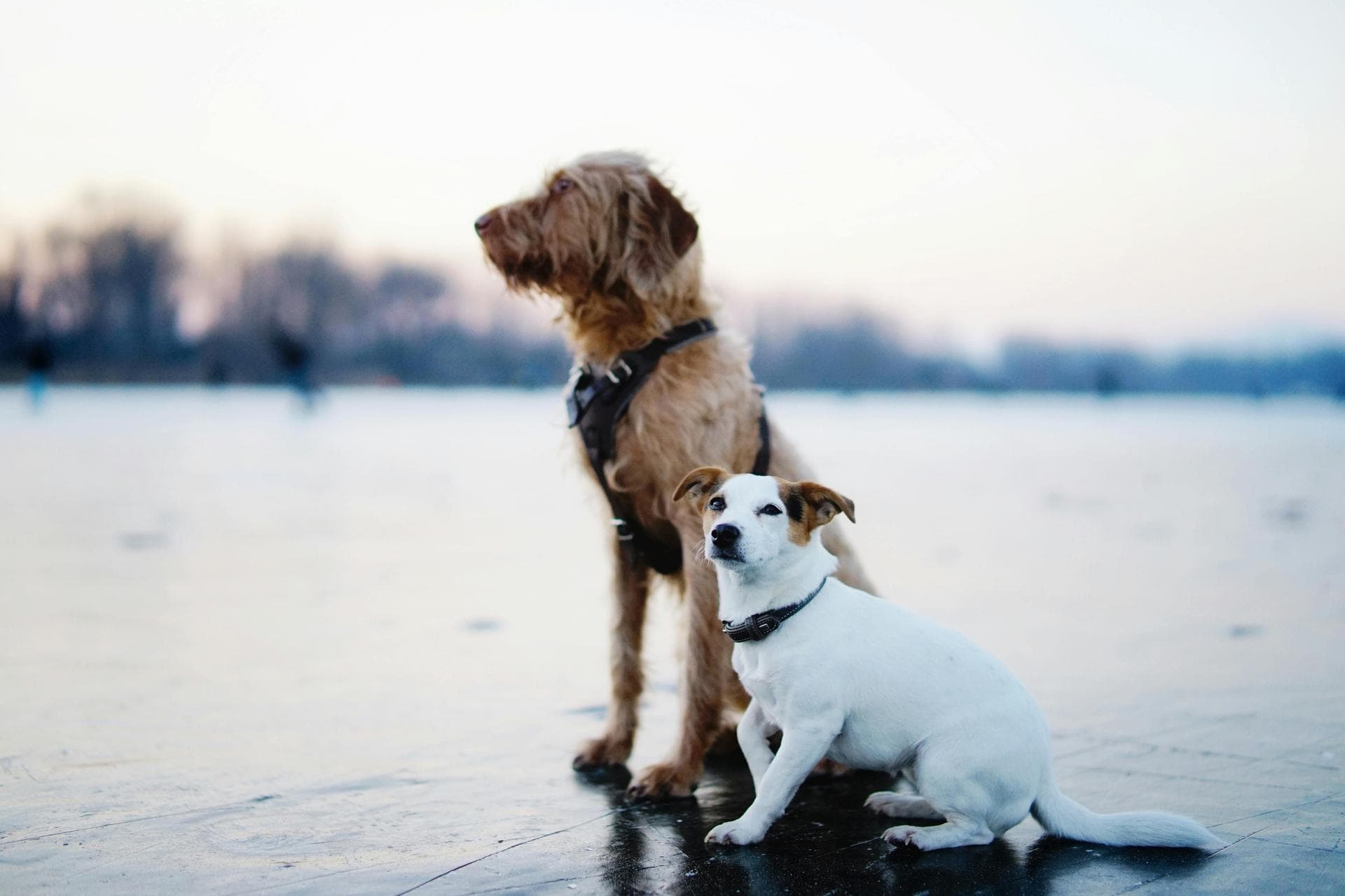 Best Vets in Manchester